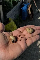 Larves de cétoines dorées classiques