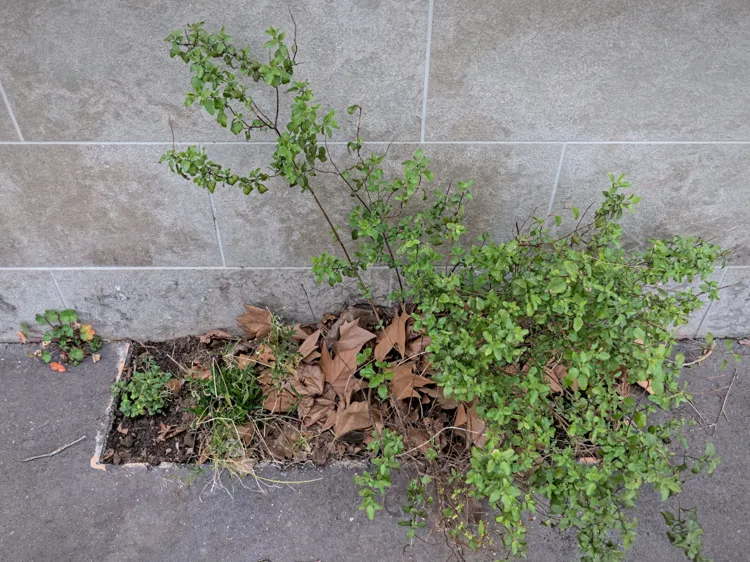 Bac 4, deux plantes supplémentaires
