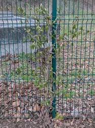 Plante grimpante (la plus au nord)
