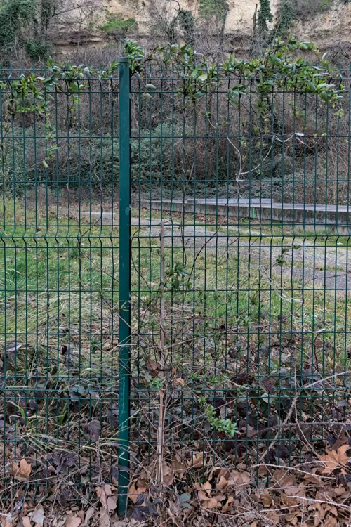 Chèvrefeuille au centre, très développé