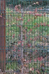 Plante grimpante à feuilles rouges (la plus au sud)